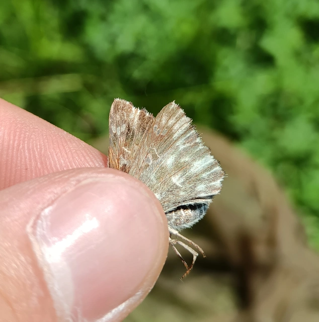 Carcharodus floccifera - pemetefű-busalepke