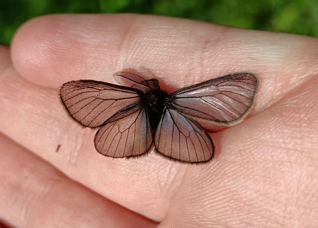 Pentophera morio - réti gyapjaslepke
