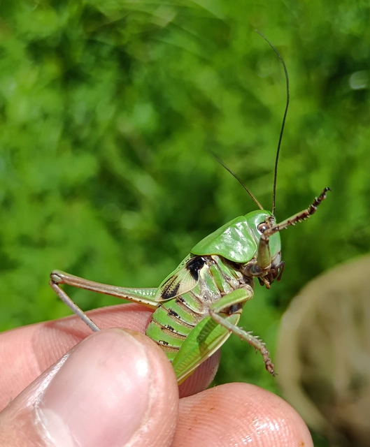 Decticus verrucivorus - szemölcsevő szöcske