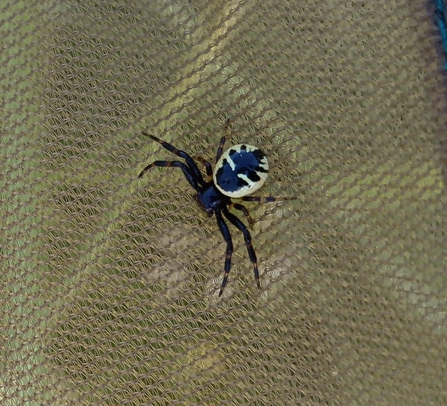 Synema globosum/ornatum
