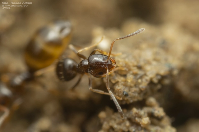 Plagiolepis pygmaea - lapos törpehangya