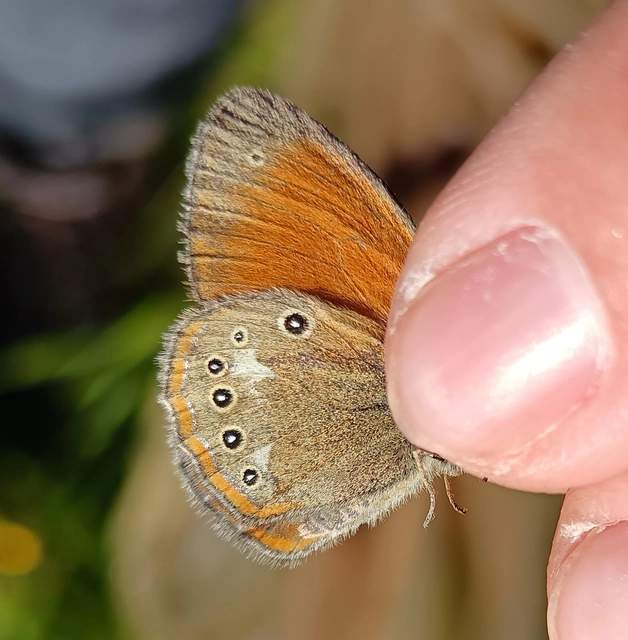 Coenonympha glycerion - közönséges szénalepke