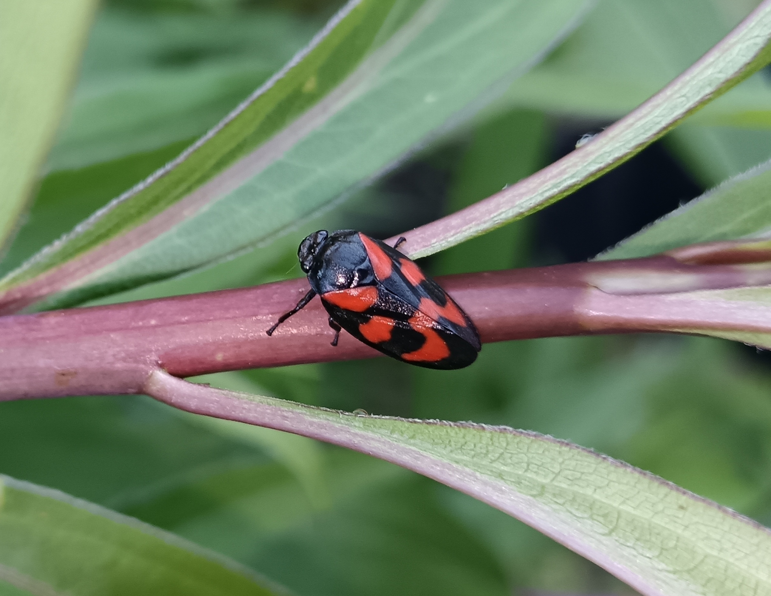Cercopis vulnerata