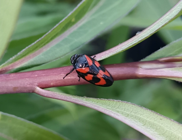 Cercopis vulnerata
