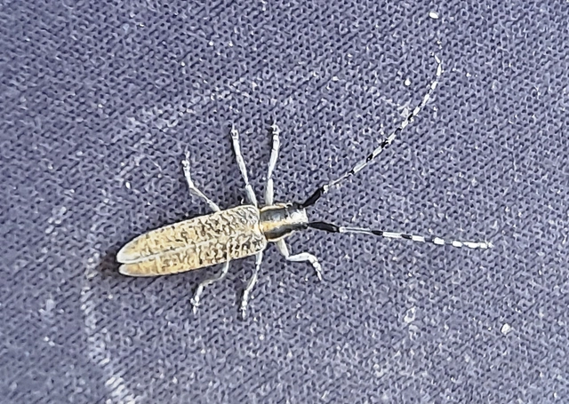 Agapanthia villosoviridescens - fehérgyűrűs bogáncscincér