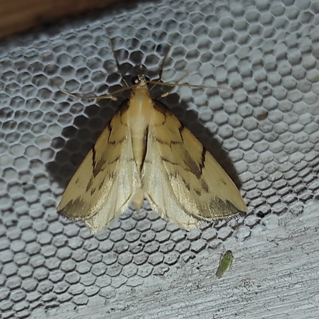 Eulithis pyraliata - sárga galajaraszoló
