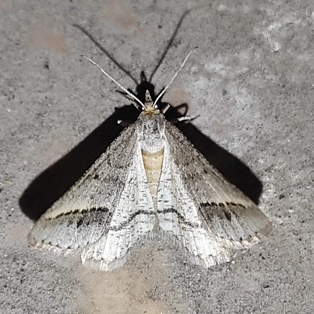 Tephrina arenacearia - lucerna-araszoló