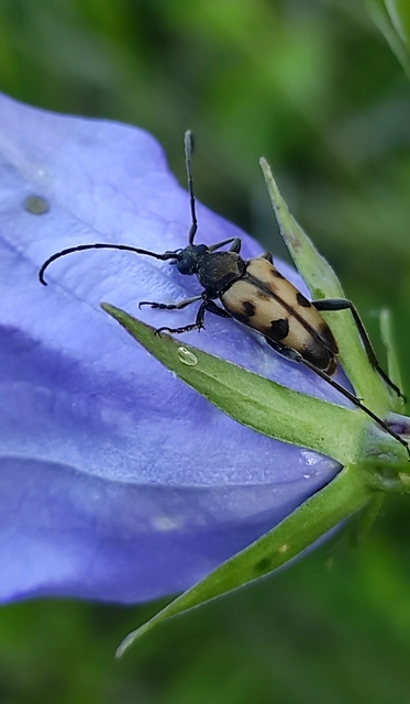 Pachytodes erraticus - rajzos virágcincér