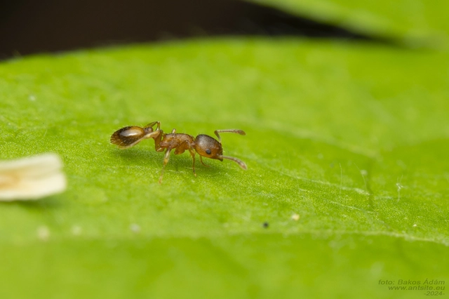 Temnothorax crassispinus - gubacslakó kéreghangya