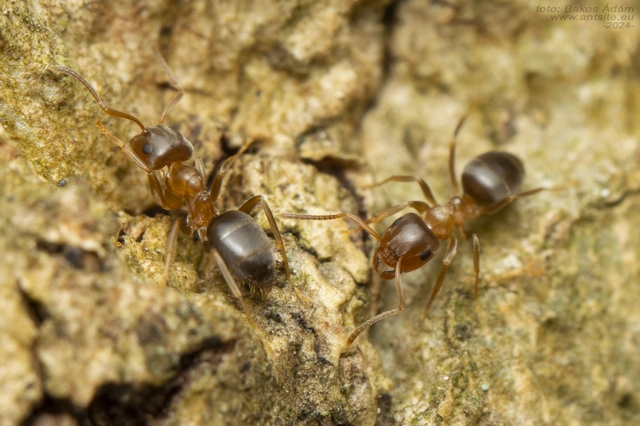 Lasius brunneus - rozsdáshátú feketehangya