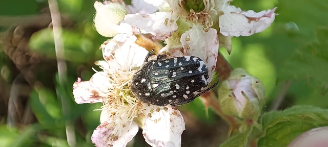 Oxythyrea funesta - sokpettyes virágbogár