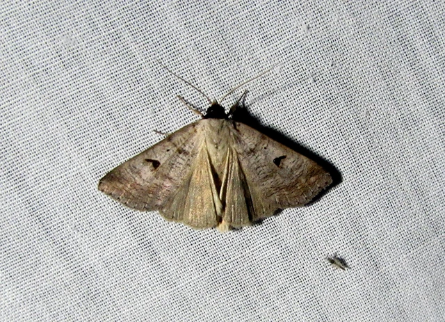 Lygephila pastinum - közönséges csüdfűbagoly