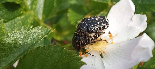 Oxythyrea funesta - sokpettyes virágbogár