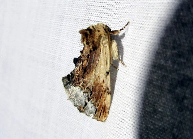 Ptilodon cucullina - csuklyás púposszövő