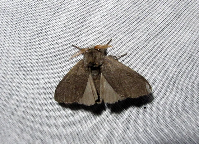 Calliteara pudibunda - hamvasszövő