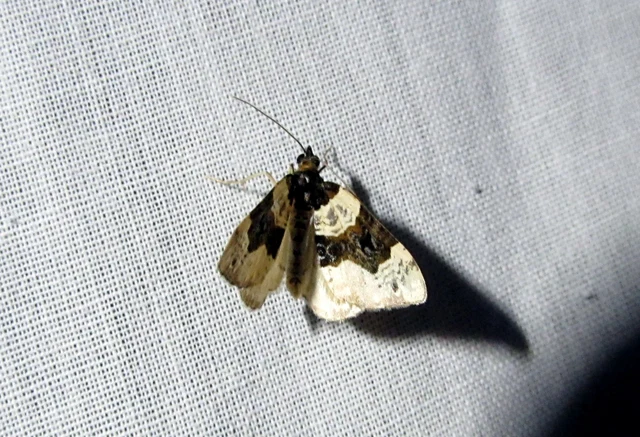 Cosmorhoe ocellata - szemes galajaraszoló