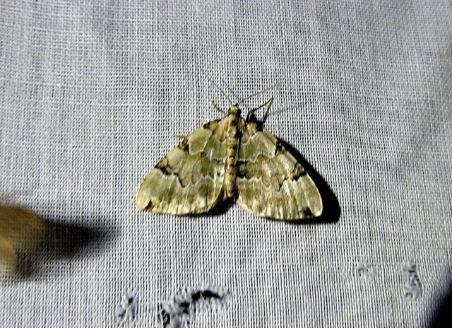 Colostygia pectinataria - zöld levélaraszoló