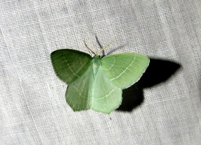 Hemistola chrysoprasaria - kékes zöldaraszoló