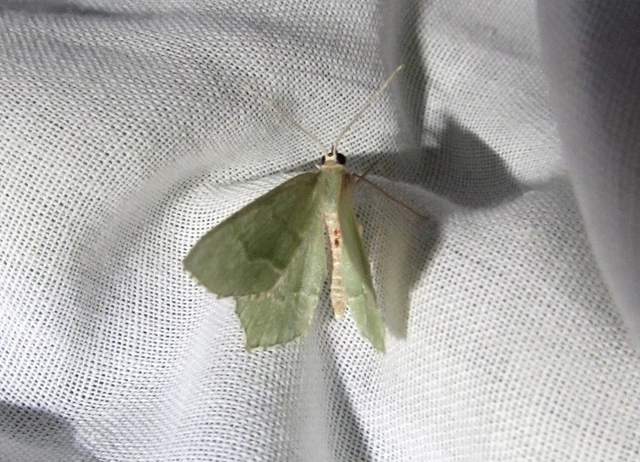 Hemithea aestivaria - nyír-zöldaraszoló