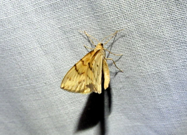 Eulithis pyraliata - sárga galajaraszoló
