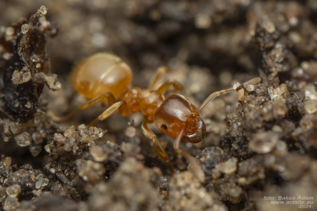 Lasius flavus - gyakori borostyánhangya