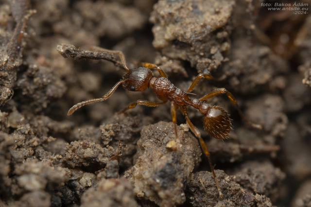 Myrmica ruginodis - erdei bütyköshangya