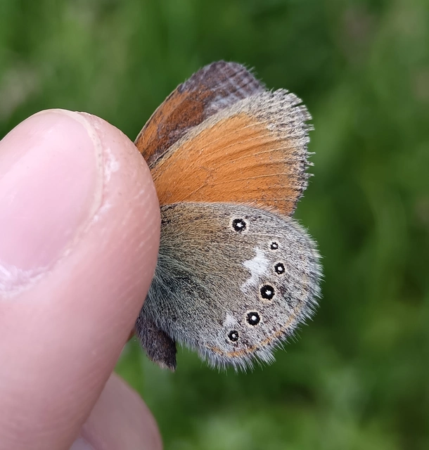 Coenonympha glycerion - közönséges szénalepke