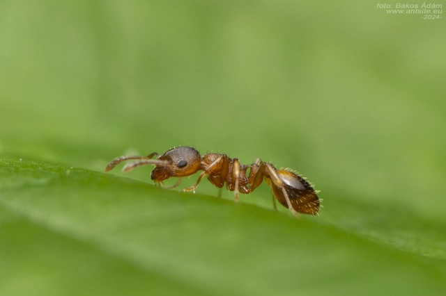 Temnothorax crassispinus - gubacslakó kéreghangya