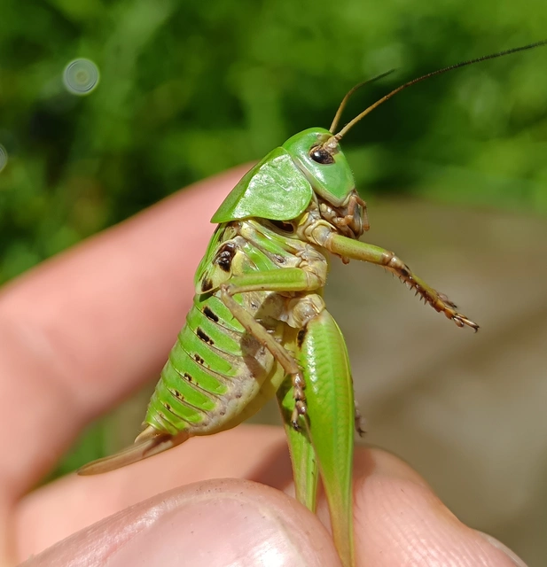 Decticus verrucivorus - szemölcsevő szöcske