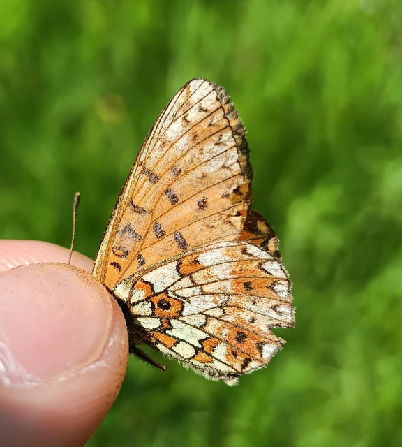 Boloria selene - fakó gyöngyházlepke