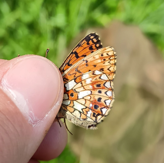 Boloria selene - fakó gyöngyházlepke