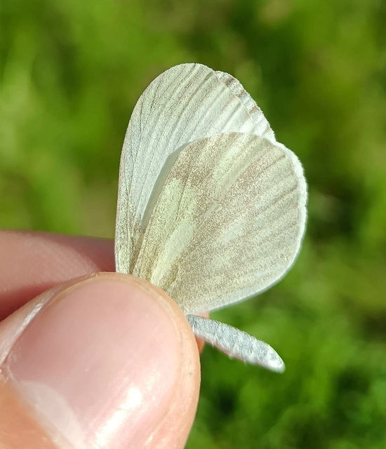 Leptidea sinapis - mustárlepke