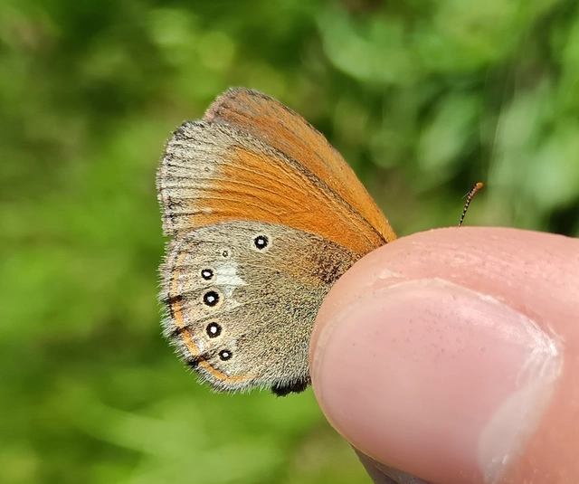 Coenonympha glycerion - közönséges szénalepke