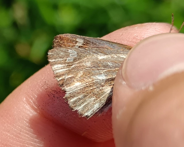 Carcharodus floccifera - pemetefű-busalepke