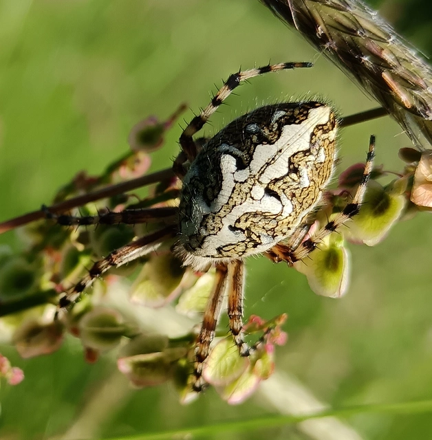 Aculepeira ceropegia - hegyi fehérsávos-keresztespók