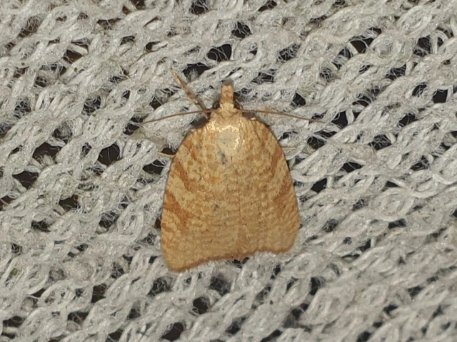 Aleimma loeflingiana - tölgylevél-sodrómoly Aleimma loeflingiana - tölgylevél-sodrómoly