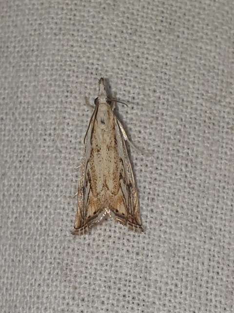 Catoptria falsella - hálós fűgyökérmoly