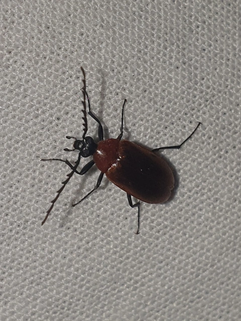 Pseudocistela ceramboides - narancssárga alkonybogár