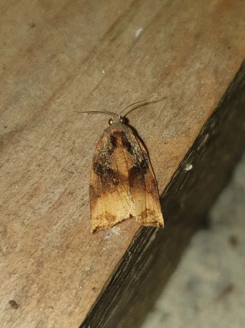 Archips podana - dudvarágó sodrómoly