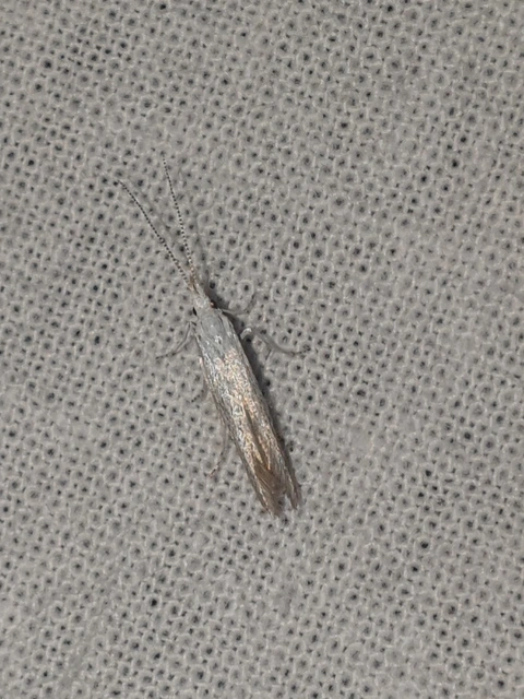 Coleophora