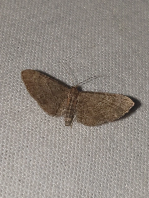 Eupithecia haworthiata - rozsdástestű törpearaszoló