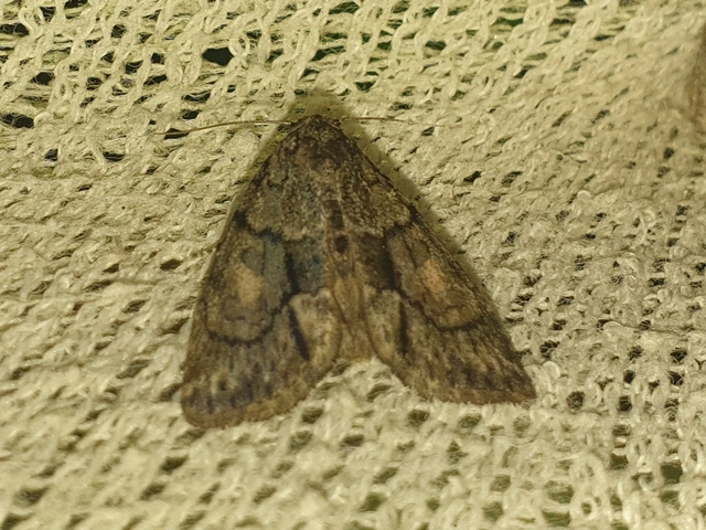 Cryphia fraudatricula - homoki zuzmóbagoly