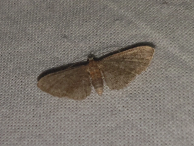 Eupithecia haworthiata - rozsdástestű törpearaszoló