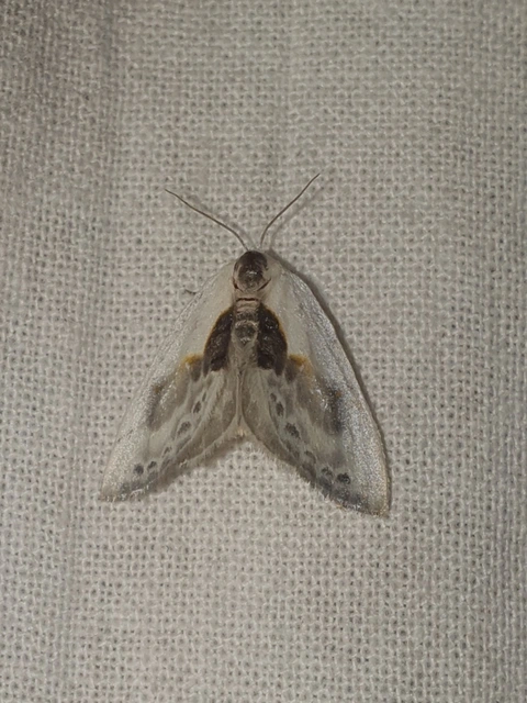 Cilix glaucata - törpe sarlósszövő