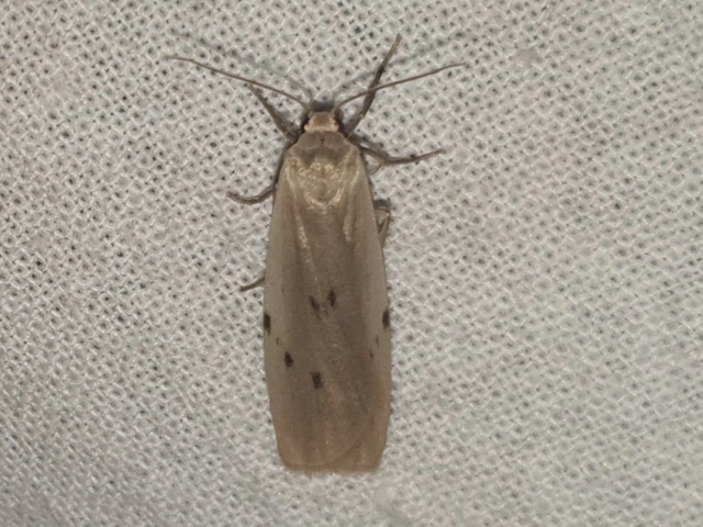 Pelosia muscerda - hamvas zuzmószövő