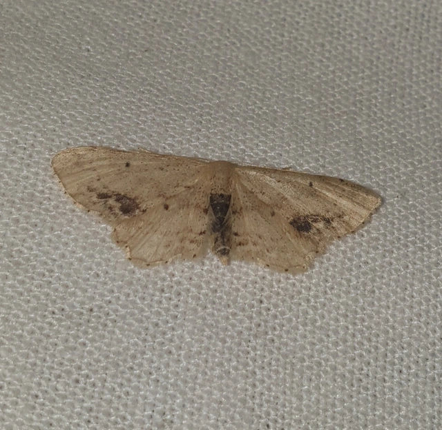 Idaea dimidiata - gyakori apróaraszoló