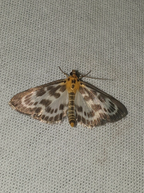 Anania hortulata - tarka csalánmoly
