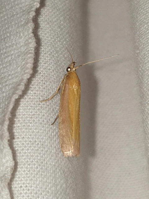 Oncocera semirubella - lucernamoly