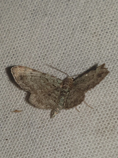 Pasiphila rectangulata - almavirág-araszoló