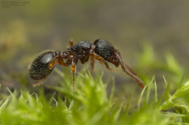Myrmecina graminicola - ráncoshangya